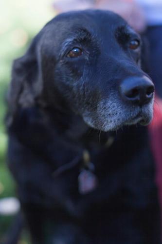 Special care provided for older dogs in a quiet, relaxed environment.